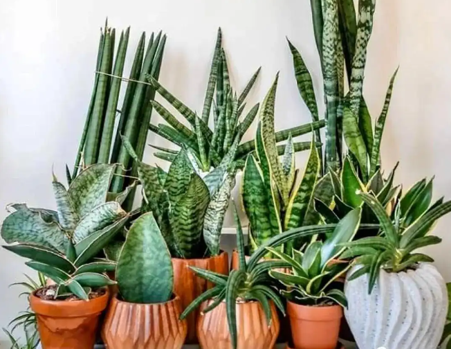 哪些植物有除甲醛的功效？