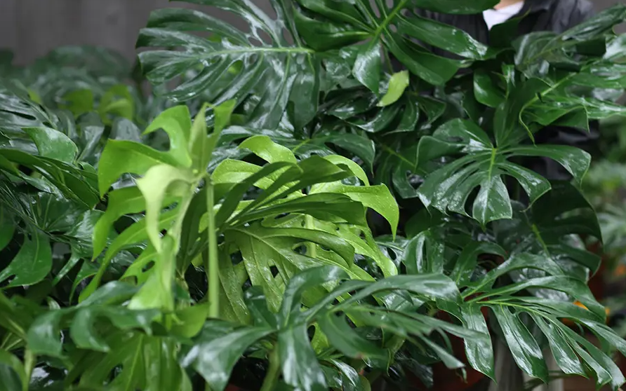 1685005475405966.png 1.png